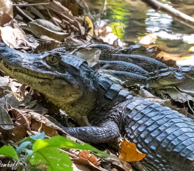 Caimán (Caiman crocodilus)