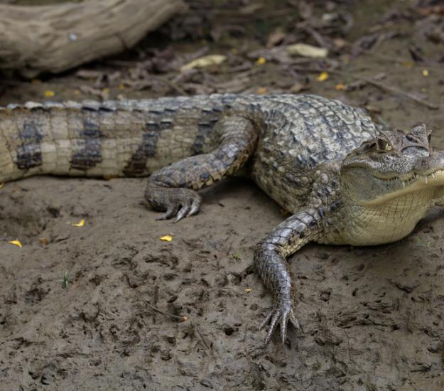 Caimán (Caiman crocodilus)