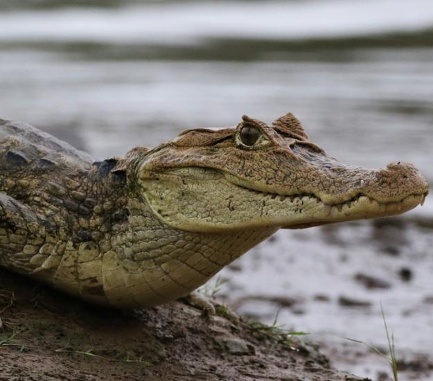 Caimán (Caiman crocodilus)