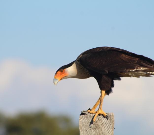 Caracara Quebrantahuesos Centroamericano (Caracara plancus ssp. cheriway)