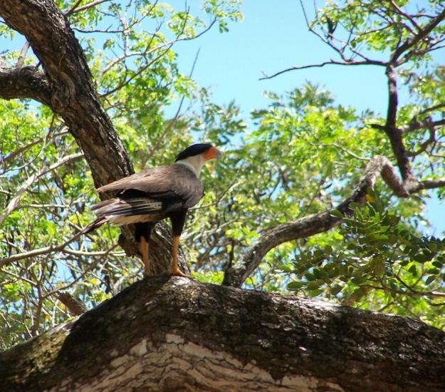 Caracara Quebrantahuesos Centroamericano (Caracara plancus ssp. cheriway)