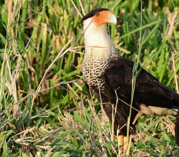 Caracara Quebrantahuesos Centroamericano (Caracara plancus ssp. cheriway)