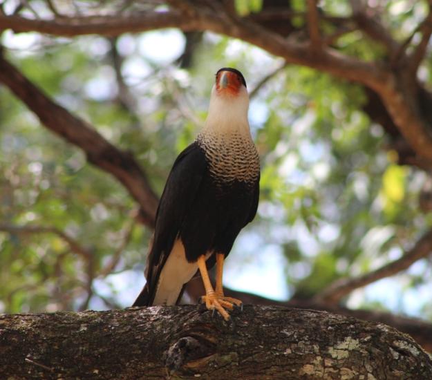 Caracara Quebrantahuesos Centroamericano (Caracara plancus ssp. cheriway)