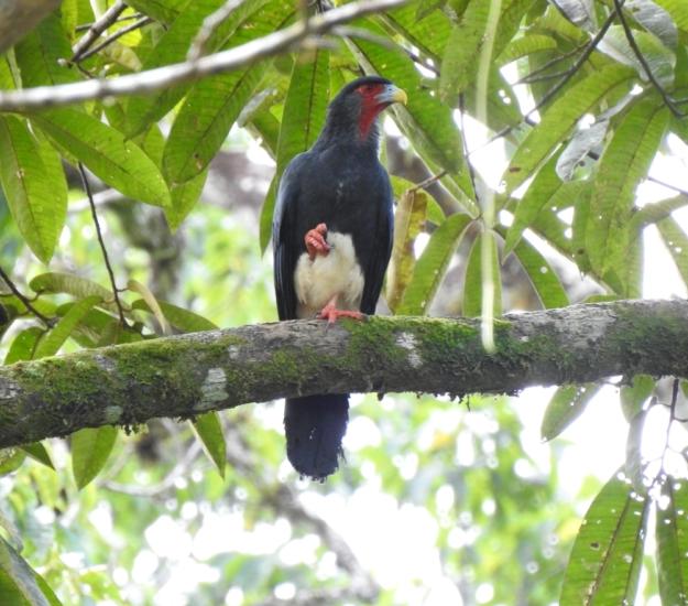 Caracara Comecacao (Ibycter americanus)