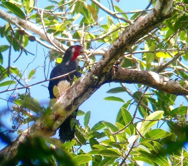 Caracara Comecacao (Ibycter americanus)