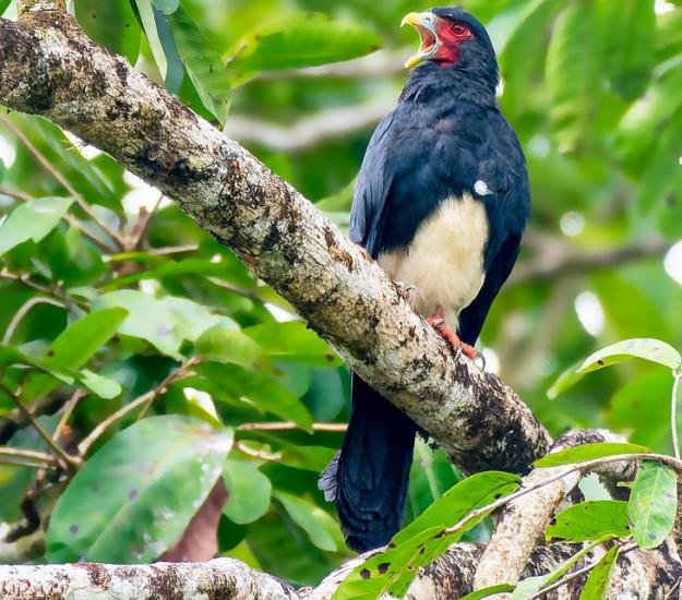 Caracara Comecacao (Ibycter americanus)