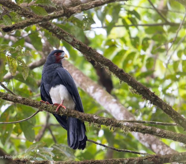 Caracara Comecacao (Ibycter americanus)