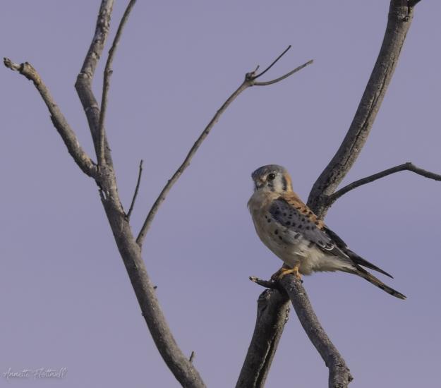 Cernícalo Americano (Falco sparverius)