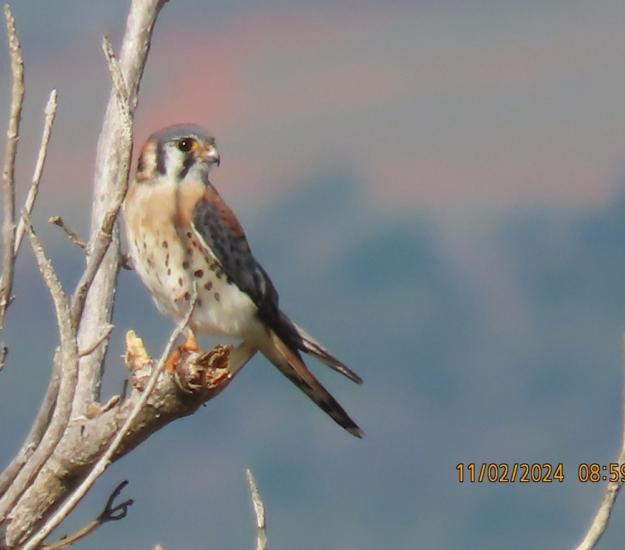 Cernícalo Americano (Falco sparverius)