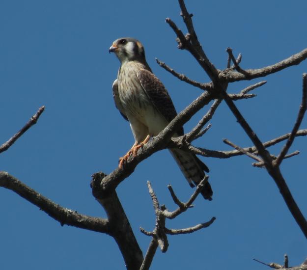 Cernícalo Americano (Falco sparverius)