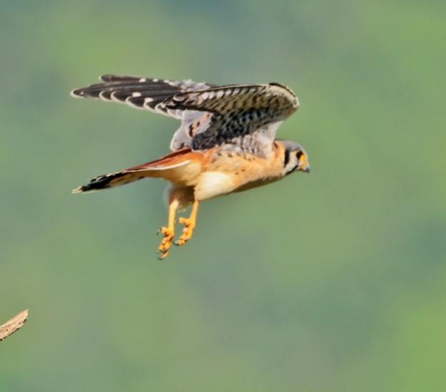 Cernícalo Americano (Falco sparverius)