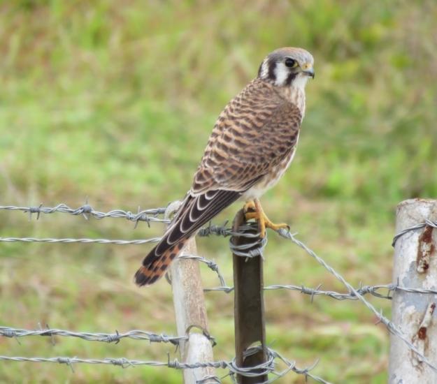 Cernícalo Americano (Falco sparverius)