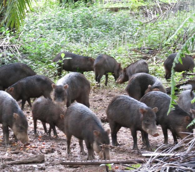 Pecarí de Labios Blancos (Tayassu pecari)