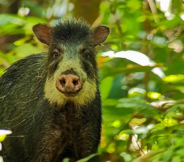 Pecarí de Labios Blancos (Tayassu pecari)