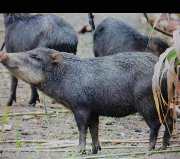 Pecarí de Labios Blancos (Tayassu pecari)