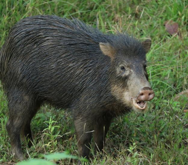 Pecarí de Labios Blancos (Tayassu pecari)