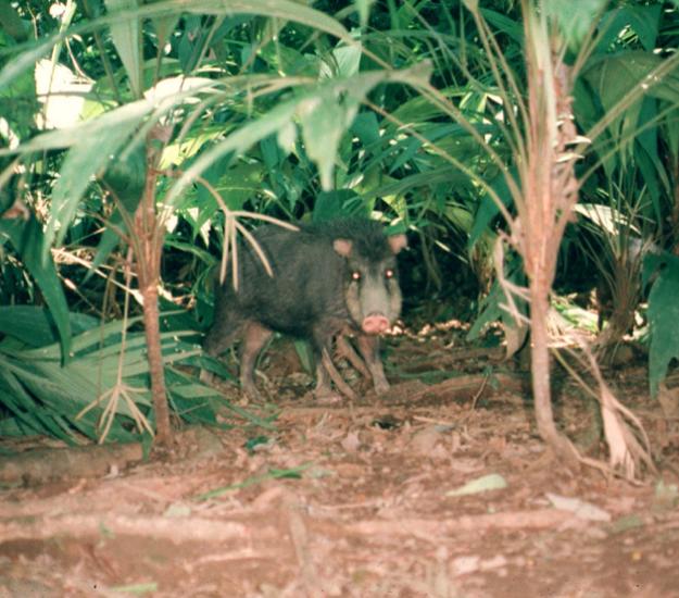 Pecarí de Labios Blancos (Tayassu pecari)
