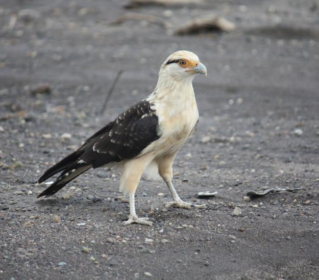 Chimachimá (Daptrius chimachima)