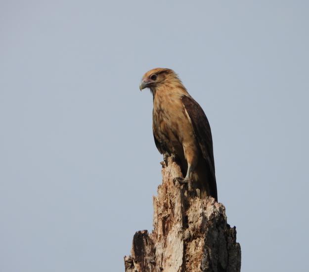 Chimachimá (Daptrius chimachima)