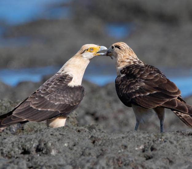 Chimachimá (Daptrius chimachima)