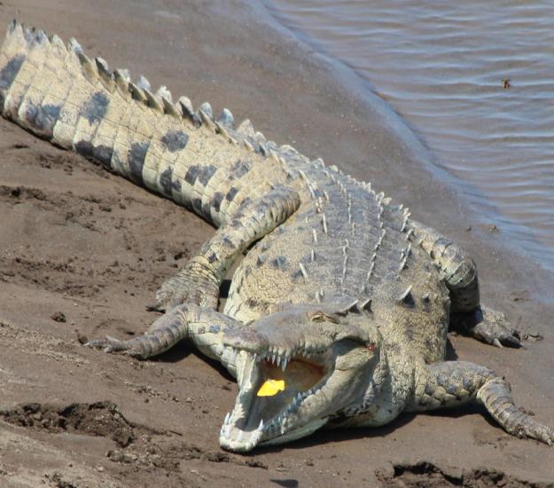 Cocodrilo de Río (Crocodylus acutus)