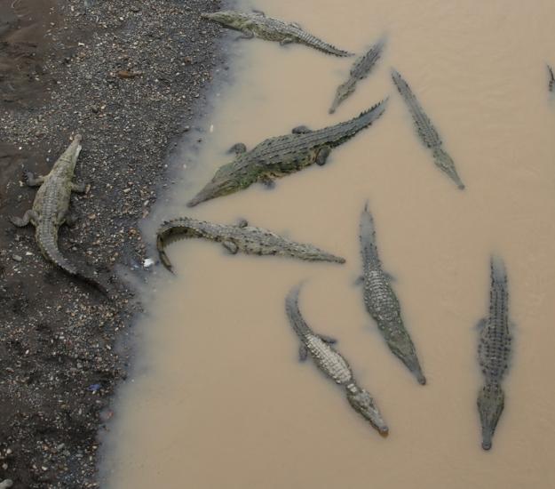Cocodrilo de Río (Crocodylus acutus)