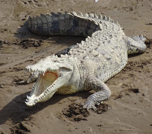 Cocodrilo de Río (Crocodylus acutus)