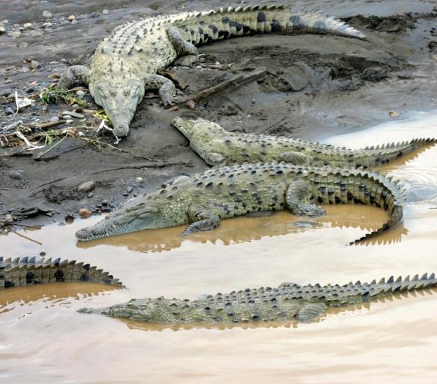 Cocodrilo de Río (Crocodylus acutus)