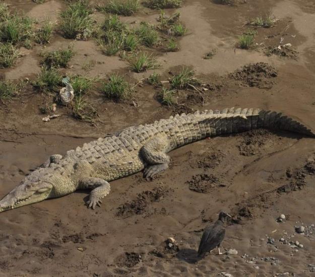 Cocodrilo de Río (Crocodylus acutus)