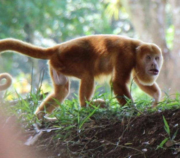 Mono Congo (Alouatta palliata)