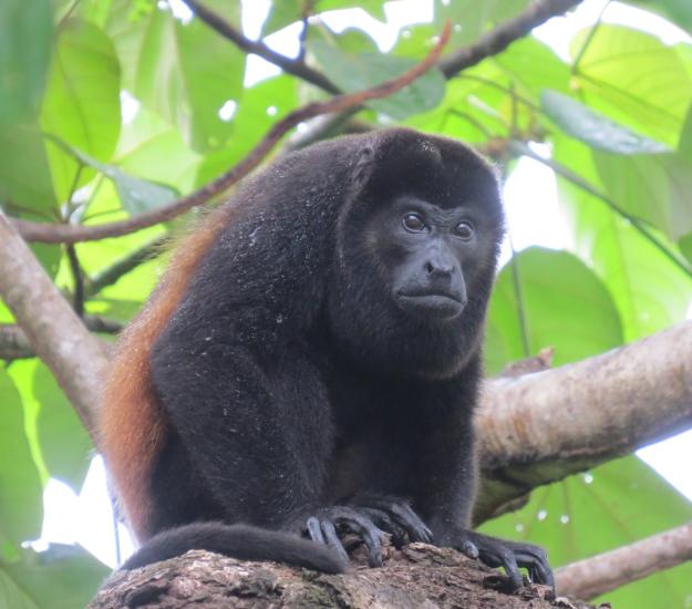 Mono Congo (Alouatta palliata)