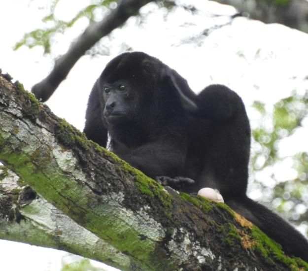 Mono Congo (Alouatta palliata)
