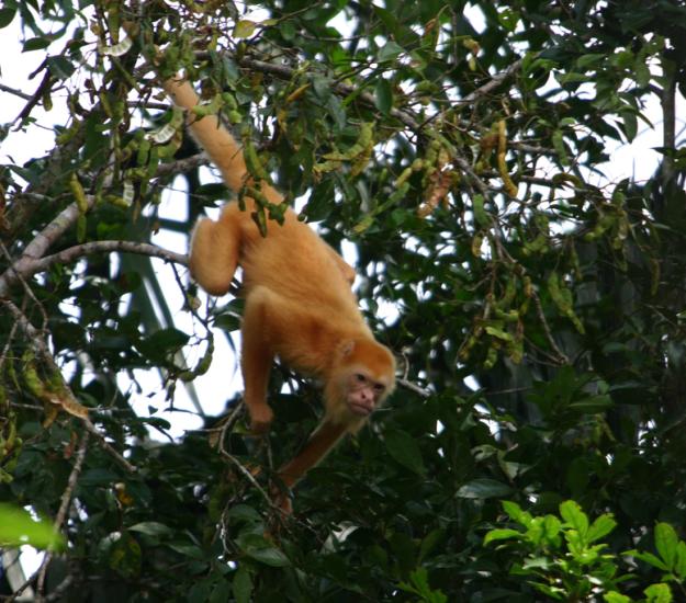 Mono Congo (Alouatta palliata)