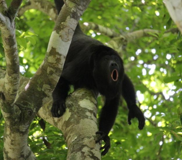 Foto 160658416, (c) Ricard Busquets Reverte, algunos derechos reservados (CC BY), subido por Ricard Busquets Reverte