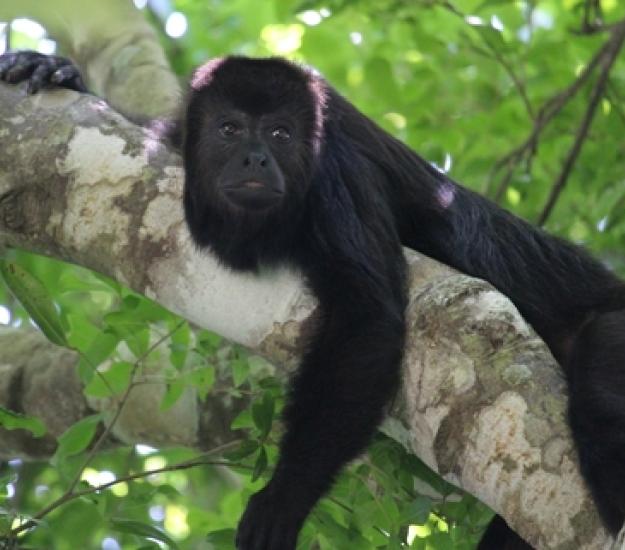 Foto 160880079, (c) Ricard Busquets Reverte, algunos derechos reservados (CC BY), subido por Ricard Busquets Reverte