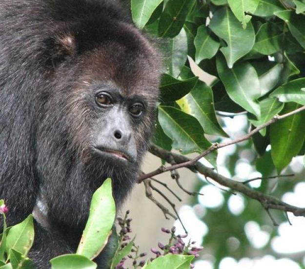 Foto 3282647, (c) Danny Colli, algunos derechos reservados (CC BY-NC), subido por Danny Colli