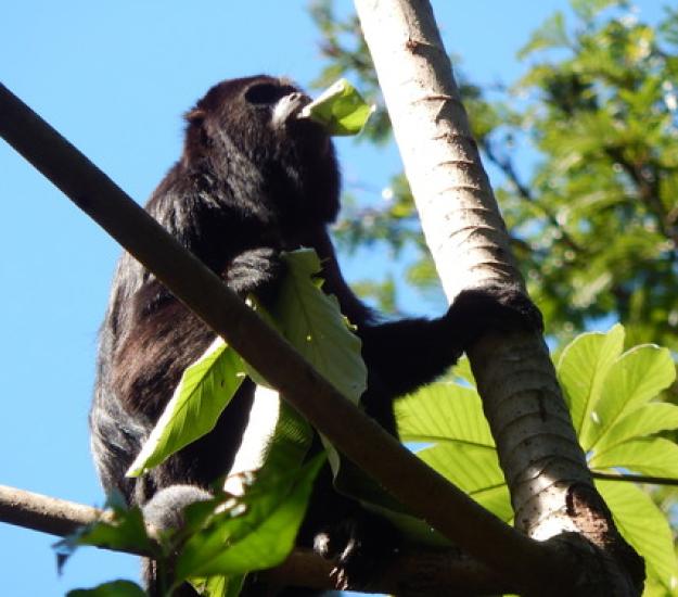 Foto 3172109, (c) apff_usumacinta, algunos derechos reservados (CC BY-NC), subido por apff_usumacinta