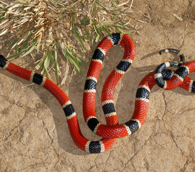 Coralillo Centroamericana (Micrurus nigrocinctus)