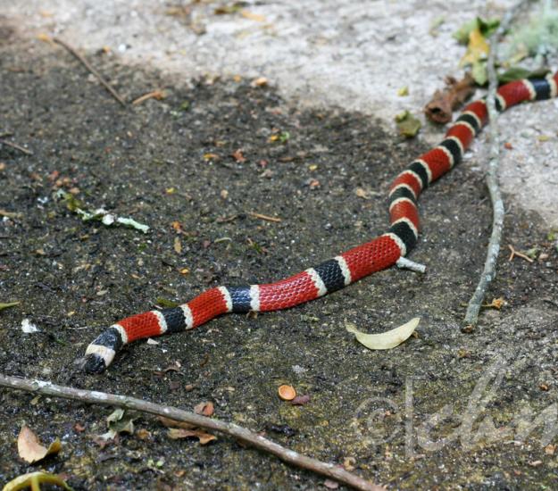 Coralillo Centroamericana (Micrurus nigrocinctus)