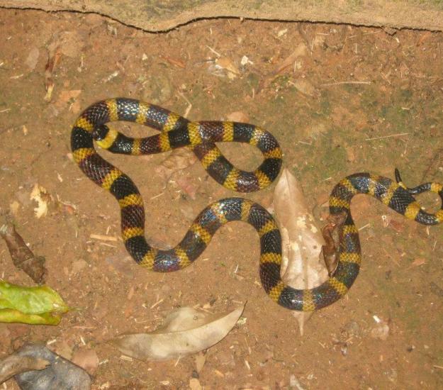 Coralillo Centroamericana (Micrurus nigrocinctus)