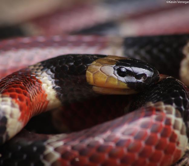 Coralillo Centroamericana (Micrurus nigrocinctus)