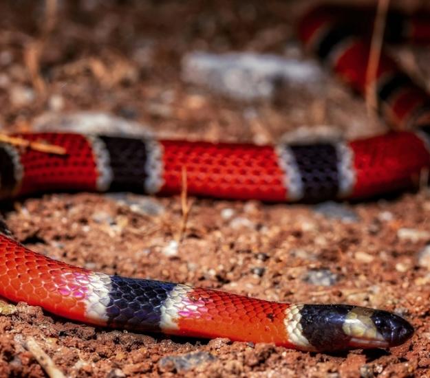 Coralillo Centroamericana (Micrurus nigrocinctus)