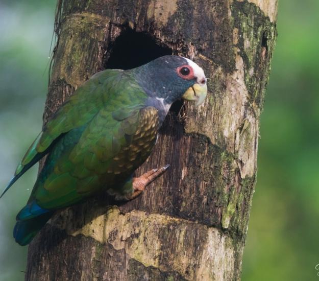 Loro Corona Blanca (Pionus senilis)