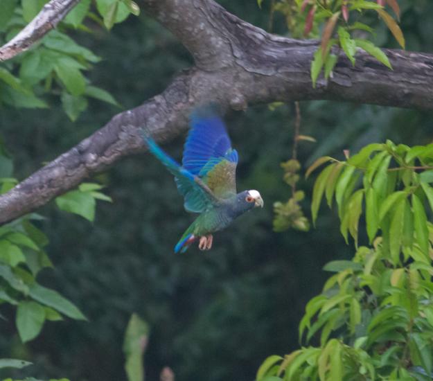 Loro Corona Blanca (Pionus senilis)