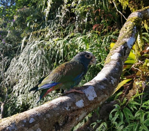 Loro Corona Blanca (Pionus senilis)