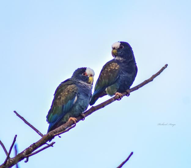Loro Corona Blanca (Pionus senilis)