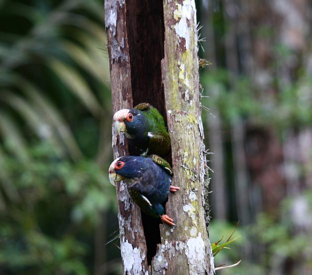 Loro Corona Blanca (Pionus senilis)