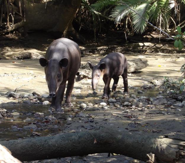 Tapir Centroamericano (Tapirus bairdii)