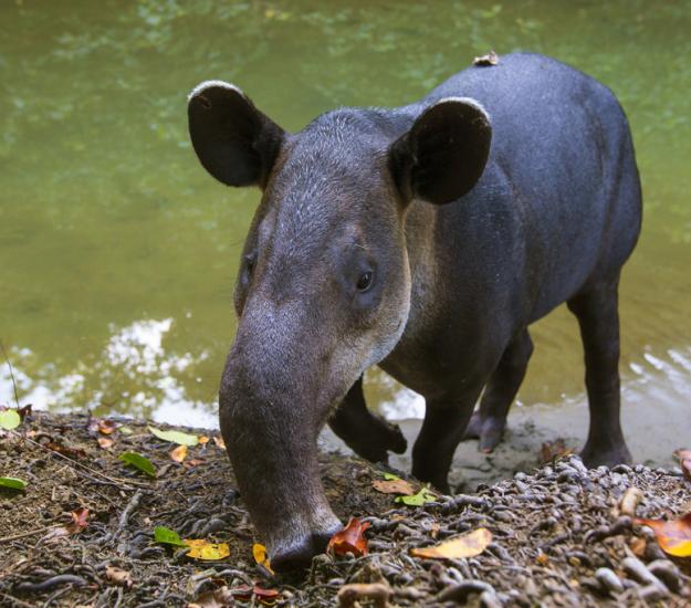 Tapir Centroamericano (Tapirus bairdii)
