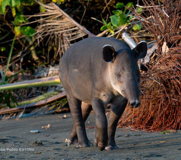 Tapir Centroamericano (Tapirus bairdii)